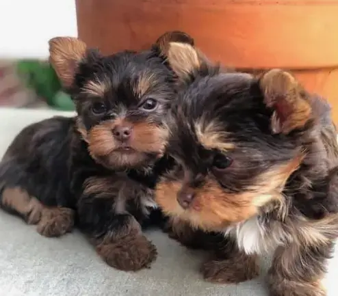 Socializing of Yorkie Puppies after 3 months