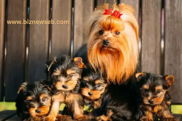 Yorkies's Interaction with their Mother